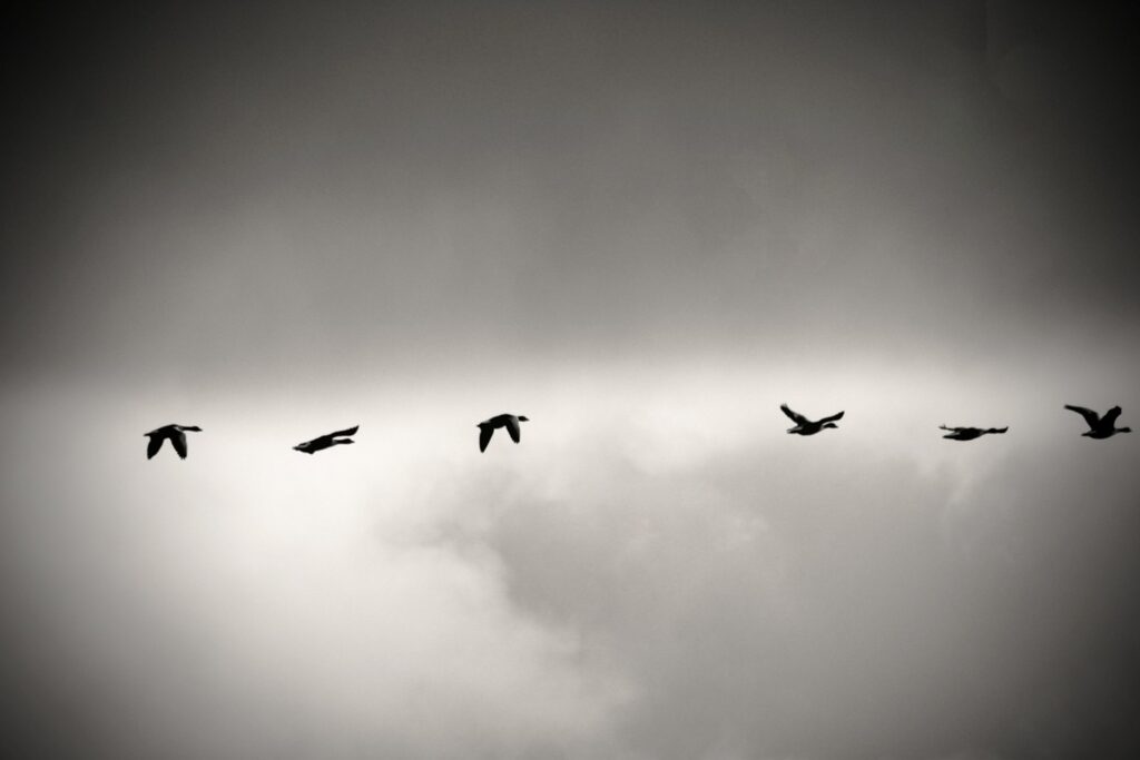 Black and white photo of a flock of flying birds